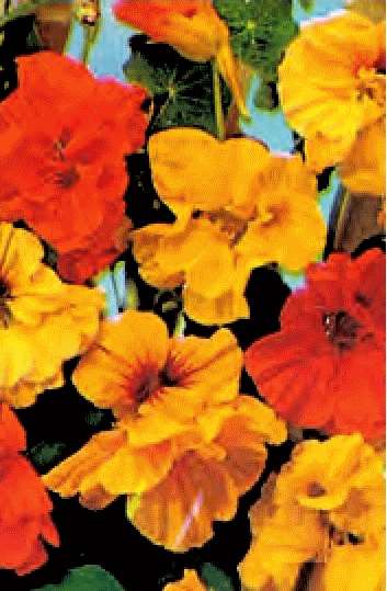 NASTURZIO DOPPIO MISCUGLIO GR.30